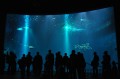Ozeaneum2.jpg