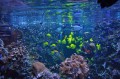 Ozeaneum3.jpg